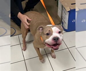 Staffordshire Bull Terrier Dogs for adoption in Derwood, MD, USA