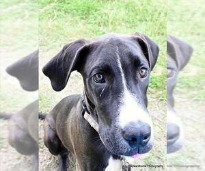 American Pit Bull Terrier-Unknown Mix Dogs for adoption in Ocala, FL, USA