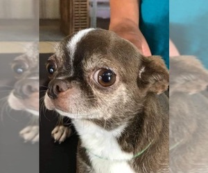Boston Huahua Dogs for adoption in Pembroke, GA, USA