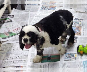 Cocker Spaniel Dogs for adoption in Mukwonago, WI, USA