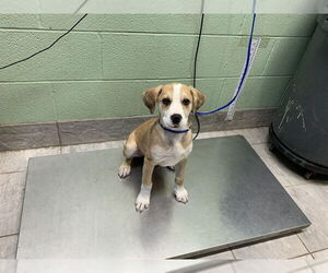 American Staffordshire Terrier-Unknown Mix Dogs for adoption in Grand Prairie, TX, USA