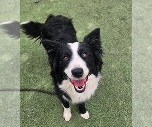 Border Collie-Unknown Mix Dogs for adoption in Lakewood, CO, USA