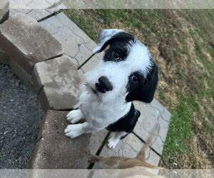 Mutt Dogs for adoption in Aurora, IN, USA