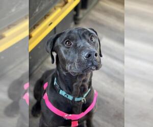 Mastador Dogs for adoption in Incline Village, NV, USA