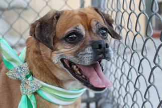 Puggle Dogs for adoption in Orange, CA, USA