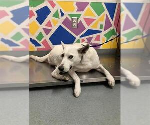 Siberian Husky-Unknown Mix Dogs for adoption in Baytown, TX, USA