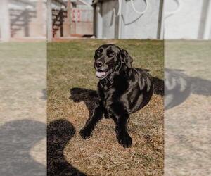 Golden Retriever Dogs for adoption in Belleuve, NE, USA