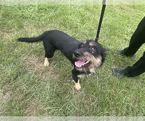 Lakeland Terrier-Unknown Mix Dogs for adoption in Ocala, FL, USA