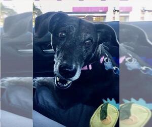 Dachshund-Labrador Retriever Mix Dogs for adoption in Los Angeles, CA, USA
