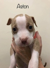Medium Photo #1 American Pit Bull Terrier-Unknown Mix Puppy For Sale in New York, NY, USA