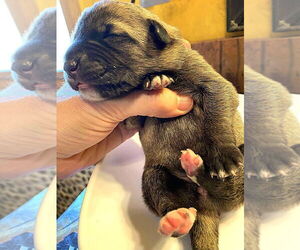 Mutt Dogs for adoption in Imlay City, MI, USA