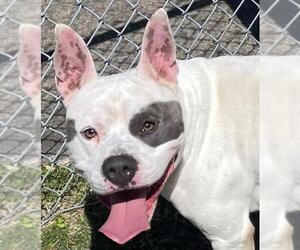 American Pit Bull Terrier Dogs for adoption in Texas City, TX, USA