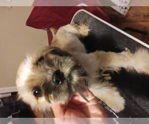 Shih-Poo Dogs for adoption in Bonifay, MO, USA