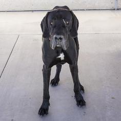 Great Dane Dogs for adoption in Camarillo, CA, USA