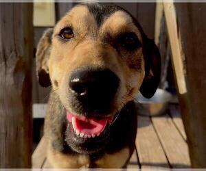 German Shepherd Dog Dogs for adoption in Rosenberg, TX, USA