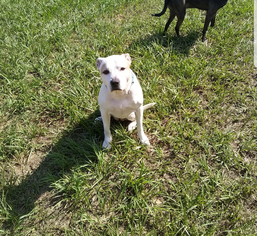 American Bulldog-Unknown Mix Dogs for adoption in Lithia, FL, USA