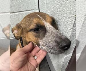 Mutt Dogs for adoption in Corpus Christi, TX, USA