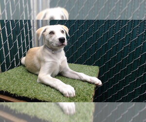 German Shepherd Dog-Unknown Mix Dogs for adoption in Downey, CA, USA