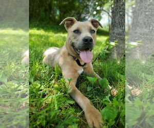 American Pit Bull Terrier-Unknown Mix Dogs for adoption in Monterey, VA, USA