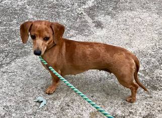 Dachshund Dogs for adoption in Temple, GA, USA