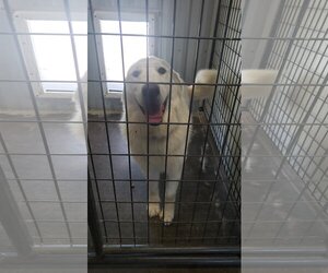 Great Pyrenees Dogs for adoption in PEYTON, CO, USA