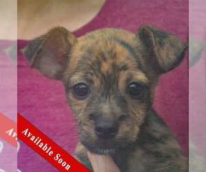 Chipin Dogs for adoption in Huntley, IL, USA