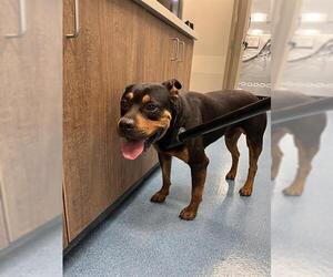 Rottweiler-Unknown Mix Dogs for adoption in Pearland, TX, USA