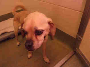 Puggle Dogs for adoption in Lee's Summit, MO, USA