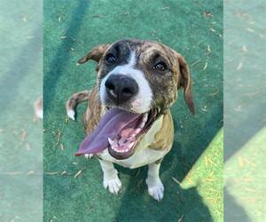 Mastador Dogs for adoption in Redlands, CA, USA