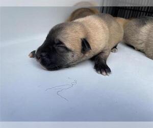 Labrador Retriever Dogs for adoption in Houston, TX, USA
