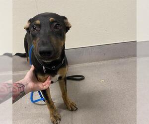 Mutt Dogs for adoption in Modesto, CA, USA
