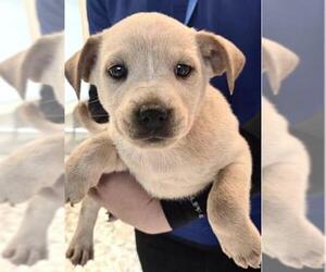 Parson Russell Terrier Dogs for adoption in Houston, TX, USA