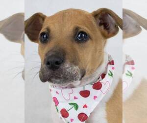 Mutt Dogs for adoption in Kennesaw, GA, USA