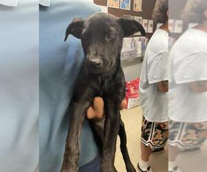 Labrador Retriever Dogs for adoption in Stockton, CA, USA