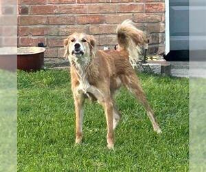Golden Retriever-Unknown Mix Dogs for adoption in Houston, TX, USA