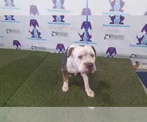 American Staffordshire Terrier Dogs for adoption in Orlando, FL, USA