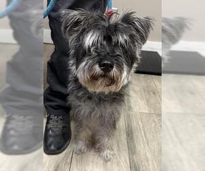 Mutt Dogs for adoption in Redlands, CA, USA