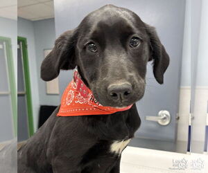 Labrador Retriever-Retriever  Mix Dogs for adoption in Washington, DC, USA
