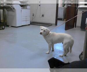 Labrador Retriever Dogs for adoption in Fayetteville, NC, USA