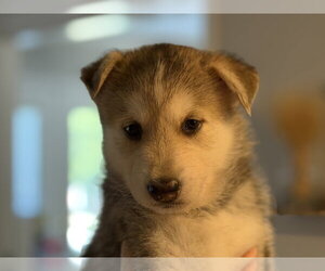 Medium Photo #1 Siberian Husky-pomeranian spitz Mix Puppy For Sale in Holly Springs, NC, USA
