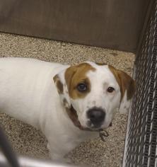 Beabull Dogs for adoption in Martinsburg, WV, USA