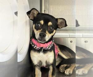 Chihuahua-Unknown Mix Dogs for adoption in Chula Vista, CA, USA