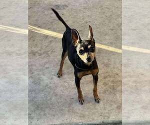 Miniature Pinscher Dogs for adoption in Palatka, FL, USA