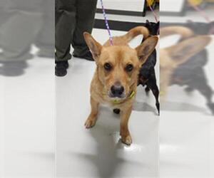 Pembroke Welsh Corgi-Unknown Mix Dogs for adoption in Temple, TX, USA