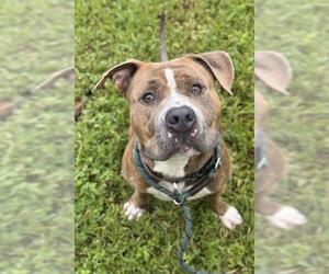 American Staffordshire Terrier Dogs for adoption in Fort Lauderdale, FL, USA