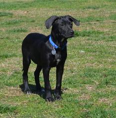 German Shorthaired Lab Dogs for adoption in Huntsville, AL, USA