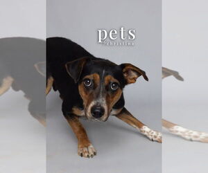 Mutt Dogs for adoption in Foristell, MO, USA