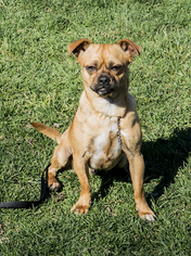 Puggle Dogs for adoption in Pleasanton, CA, USA