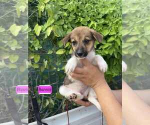 Spaniel-Welsh Corgi Mix Dogs for adoption in Brewster, NY, USA