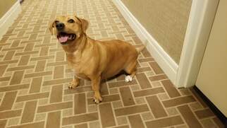 Dachshund-Labrador Retriever Mix Dogs for adoption in Brooklyn, NY, USA
